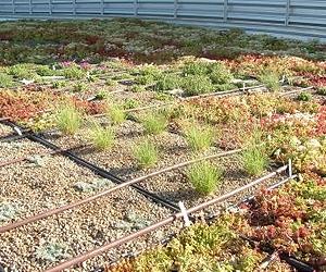 Green Grass Roof