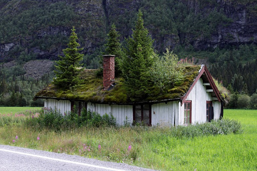 Green Grass Roof